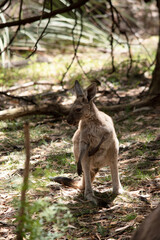 the joey is scratching its arm