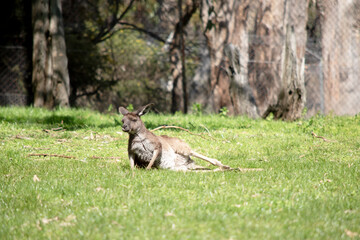 the western grey kangaroo is resting in a field