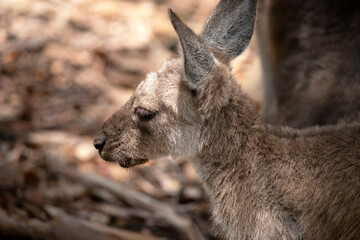 this is a side view of a western grey kangaroo joey