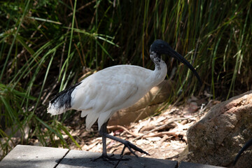 this is a side view of a white ibis