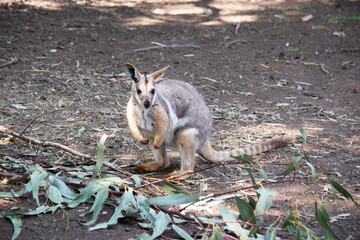 the yellow footed rock wallaby is checking out leaves