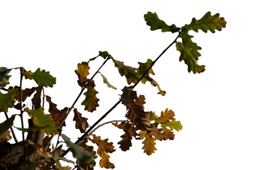 Macro photo of oak branches on transparent background