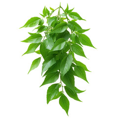 Obraz premium Fresh green foliage cascading gracefully against a stark, contrasting backdrop