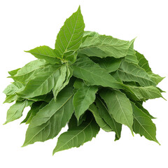 Vibrant verdant foliage: A cluster of fresh green leaves isolated on black