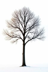 Obraz premium A single tree with bare branches stands against a bright white background , tree silhouette,