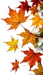 Foliage of autumnal maples isolated on white background, brown, green, serene