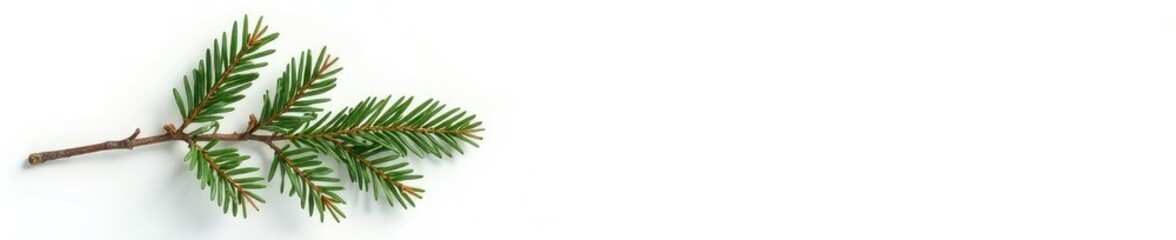 Obraz premium Single branch of fir tree isolated on white background with subtle texture, fir, tree