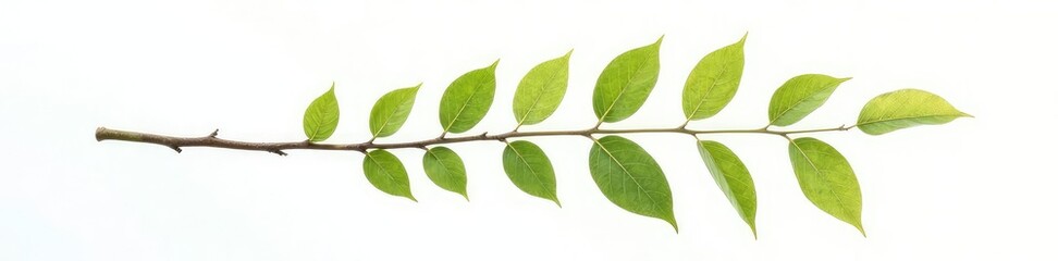 Fototapeta premium Single branch with leaves isolated on white background, , leaf, isolated branches