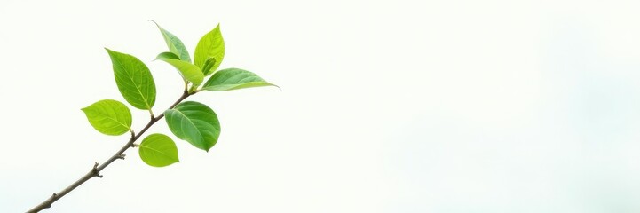 Single branch against a bright white background with subtle gradient, foliage, tree, wood