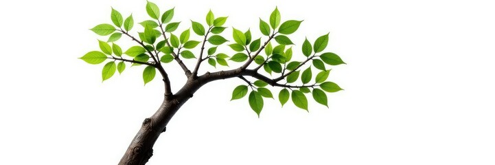 Fototapeta premium Single branch with thick trunk isolated against a white background, trunk, isolated