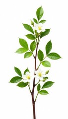 Fototapeta premium Slim branch with green leaves and flowers isolated on white background, leaf, modern, botanical
