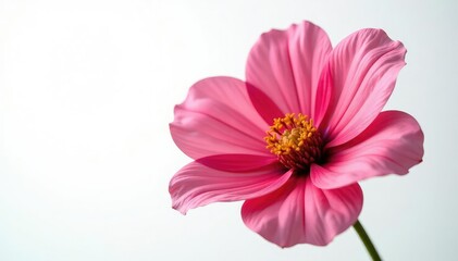 stunning large flower blooming against white backdrop, large flower, big bloom