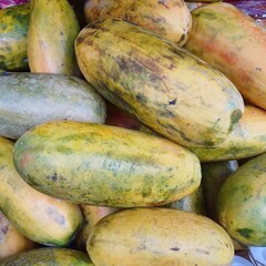 Fresh papaya harvested is ready to sell. Ripe and raw papaya as background