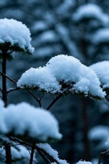 snow covered branches in a forest with pine trees in the background