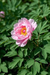 Fototapeta premium there is a pink flower that is growing in the bushes