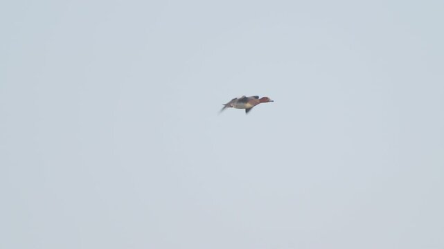 Anas penelope (Mareca penelope) flying against blue sky. Bird in flight. Wildlife. Slow motion.	
