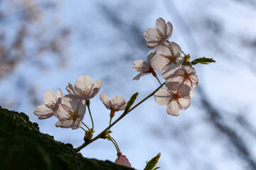 봄날 만개한 벚꽃과 맑은 하늘 &ndash; Full Bloom Cherry Blossoms under Clear Spring Sky in Korea 매화 벚꽃 왕벚꽃 봄