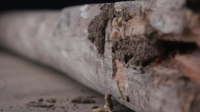 Termites Eating Wood Of The House and furniture.