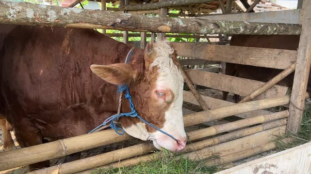 Majestic and strong, the sapi (cow) plays a vital role in Indonesian agriculture and culture. Revered for its contribution to farming, dairy production, and as a symbol of wealth and prosperity.