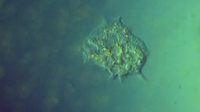 Amoeba Motility - Protozoan Crawls and Forms Pseudopods in Freshwater - 400x DIC Microscope - single-celled protozoa, aquatic microorganism footage 
