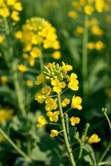 Obraz premium yellow flowers in a field of green grass with a bee on it