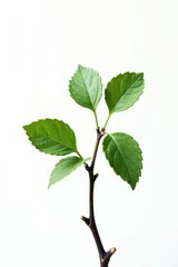 Naklejka premium Small delicate branch with intricate details isolated on white background, small tree branch, twig