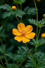 there is a yellow flower that is growing in the grass