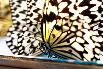 オオゴマダラの羽の音