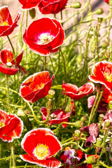 ポピーの晴々