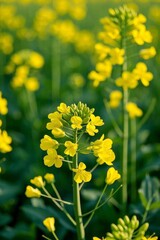 Obraz premium yellow flowers in a field of green leaves and yellow flowers