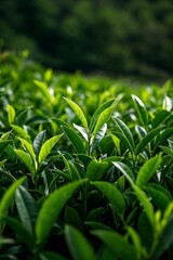 a close up of a field of green tea leaves with a forest in the background