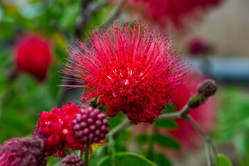 ネムノキの午後昼さがり