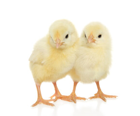 Two Chicks on White Background for Easter Theme