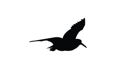 Flying African oystercatcher bird Silhouette Design  And Vector Illustration. 