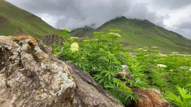 Close up wildflowers and cloudy green slopes in Naran Valley Pakistan