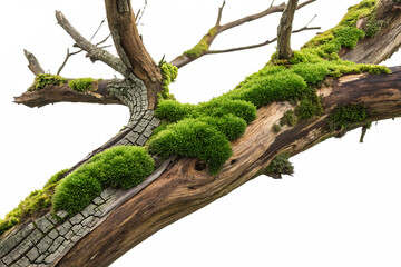Obraz premium Moss-Covered Tree Branch Isolated on White – Natural Forest Element PNG for Ecology and Nature Designs