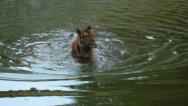 Sumatran tiger playing in the water in the pool