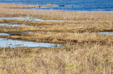 Wetlands with scattered water pools and distant ducks swimming in the lake. Low-angle shot of marshy land, calm atmosphere, nature's tranquility, golden dry grass, seasonal change, habitat for birds.