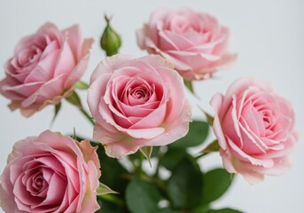 A beautiful close up of a bouquet of light pink roses against a white background in soft lighting transparent background