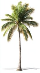 palm tree on white background