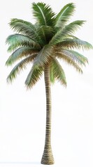 Obraz premium palm tree isolated on white background