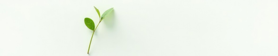 Fototapeta premium Single stem with a few leaves isolated on white surface, plant, leafy