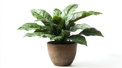Fototapeta premium A green plant in a decorative pot against a white backdrop