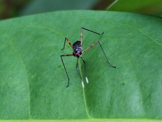 Rainieria antennae are a species of stiff-legged fly in the family Micropezidae, resting on fresh green leaves.