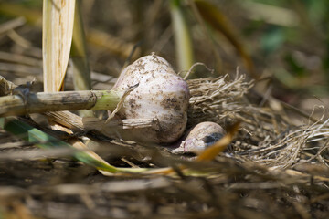 Fresh organic garlic bulbs harvested from a vegetable garden