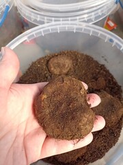 Begonia flower bulb. Bulb in hand before planting.