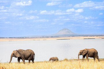 African Elephants Walking Along Lakeshore with Distant Mountain – Tanzania © Ryan E. Hoffman