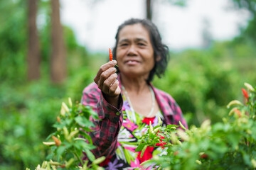 Fototapeta premium Harvesting fresh chili peppers local farm lush garden close-up view sustainable agriculture