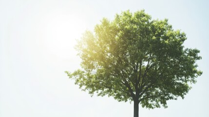 Fototapeta premium A large tree with green leaves and a bright sky