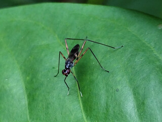 Rainieria antennae are a species of stiff-legged fly in the family Micropezidae, resting on fresh green leaves.